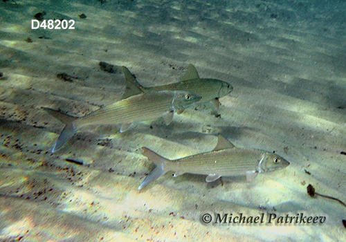 Bonefish (Albula vulpes)